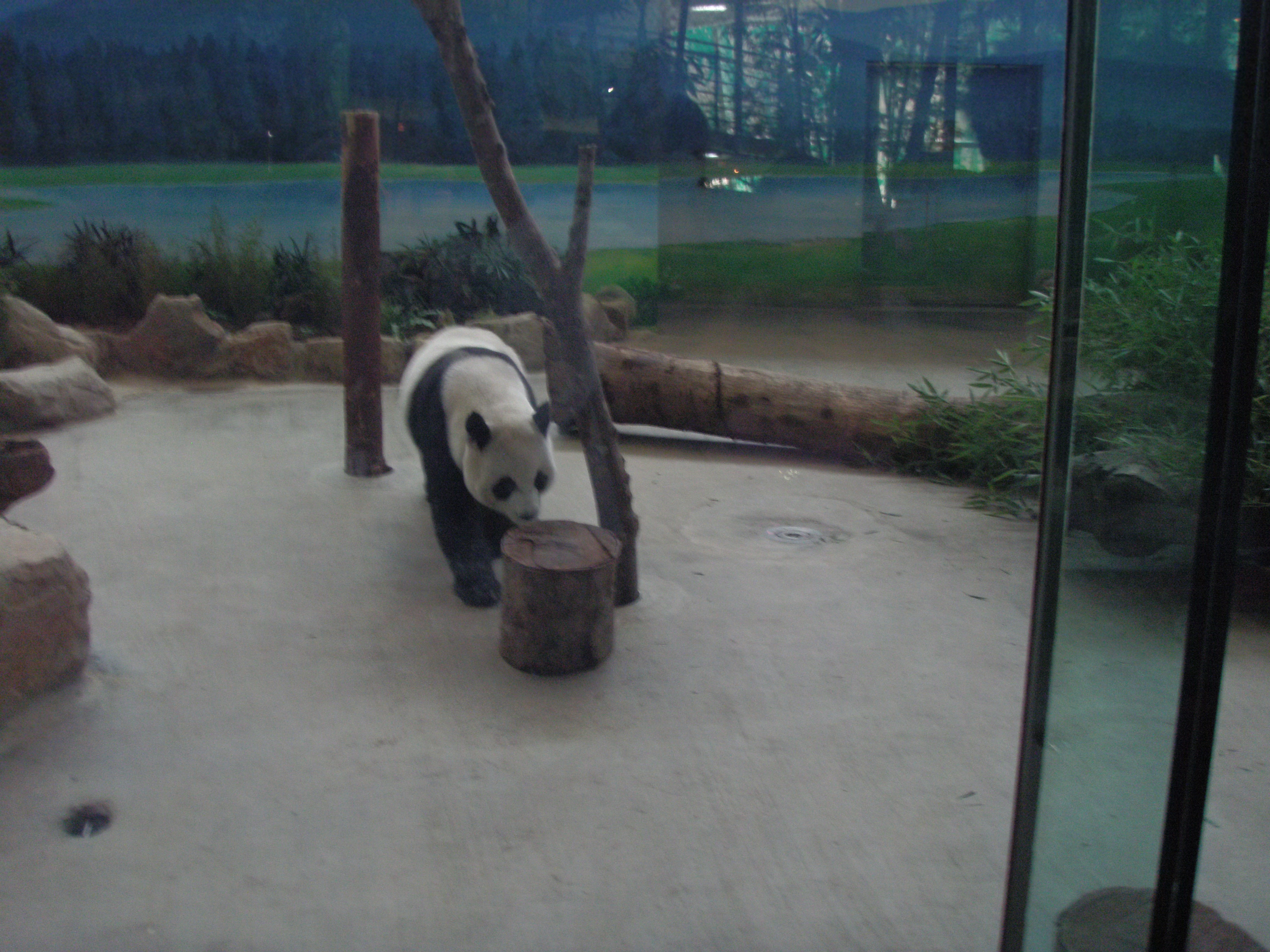 Taipei zoo - Panda